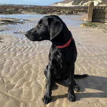 Dog friendly cottages in Sussex